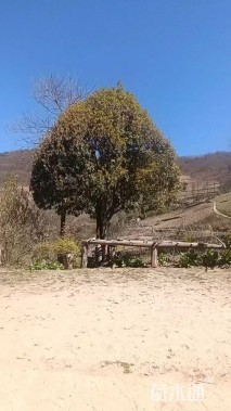 50公分高杆红叶石楠