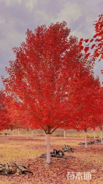 15公分美国红枫-红点