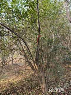 高度350厘米小叶女贞