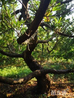 移栽苗造型罗汉松