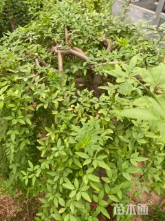 高度180厘米探春花