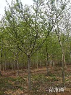 15公分嫁接银杏