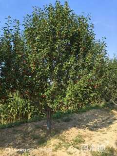 15公分八棱海棠