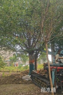 35公分香樟