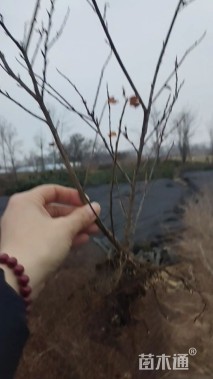 高度40厘米平枝栒子