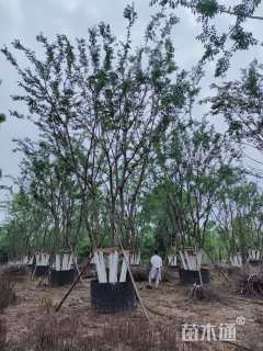 65公分丛生朴树