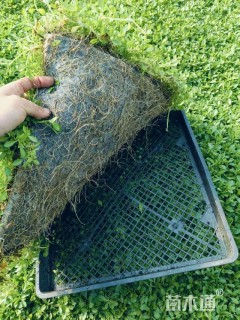 高度1.4厘米姬岩垂草