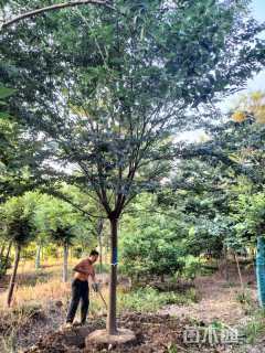 15公分榉树