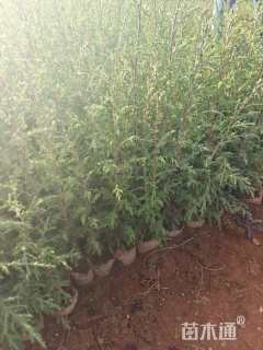 高度25厘米西藏柏木