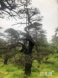 15公分造型榆树