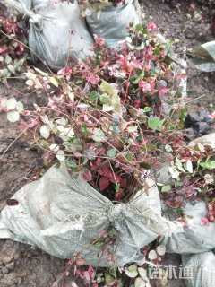 25厘米花叶络石