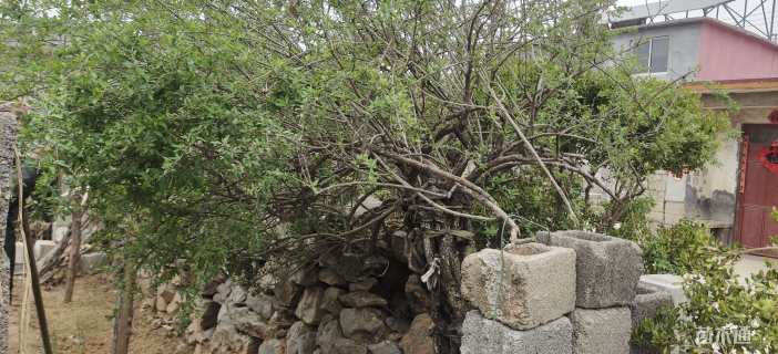 高度150厘米枸杞