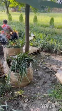 高度40厘米兰花