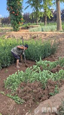 高度50厘米大叶黄杨