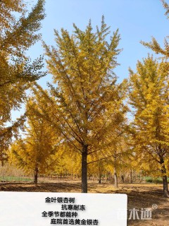 25公分无心银杏