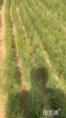 高度20厘米侧柏小苗