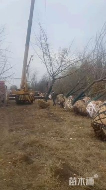 18公分嫁接银杏