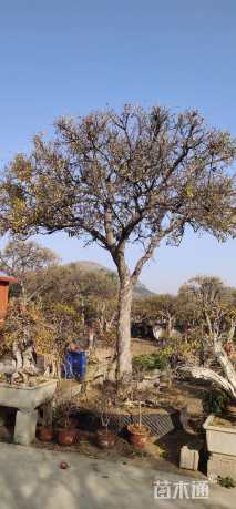 高度20厘米果石榴