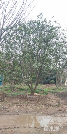 高度450厘米丛生胡柚