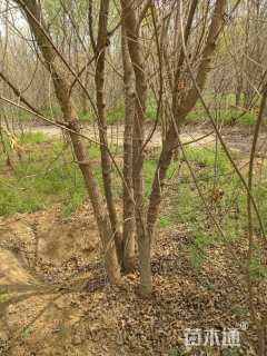 高度6000厘米丛生五角枫