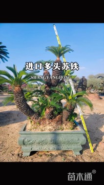 裸干高150厘米多头苏铁