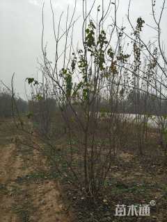 高度150厘米丛生暴马丁香