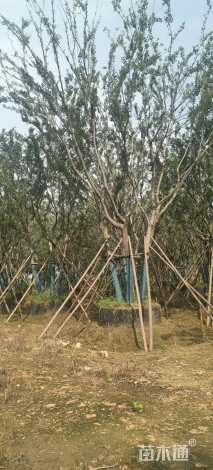 5公分(3杆)丛生朴树