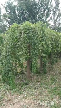 10公分龙爪槐