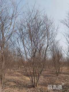 8公分(5杆)丛生朴树