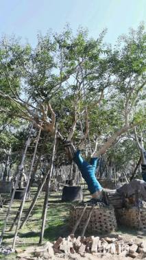 15公分红果冬青