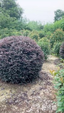 冠幅180厘米红花继木球