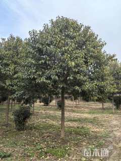 10公分大叶女贞