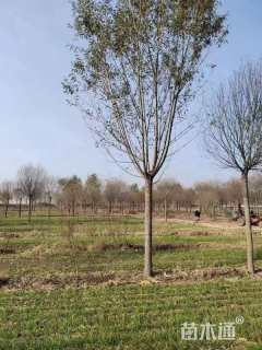 20公分柳树