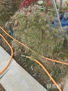 高度180厘米羽毛枫