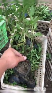 高度20厘米毛鹃