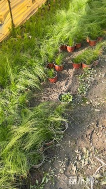 高度20厘米墨西哥羽毛草