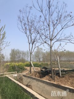 14公分黄山栾树