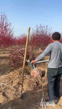 8公分红叶碧桃