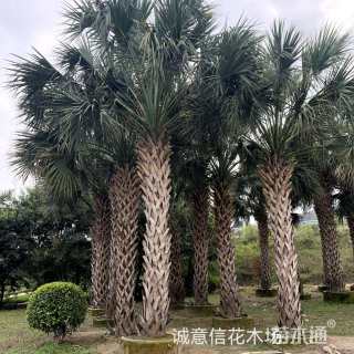 裸干高200厘米沙巴榈