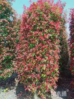 高度200厘米红叶石楠柱