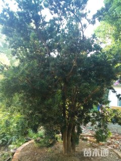 500厘米台湾罗汉松