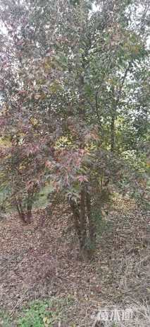 高度600厘米丛生三角枫