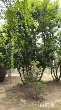 高度800厘米丛生蒙古栎