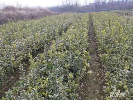 高度40厘米金边黄杨