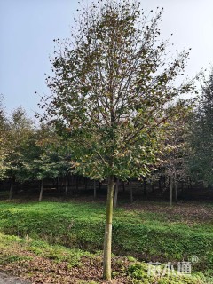 18公分欧洲小叶椴