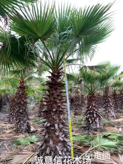裸干高500厘米华棕