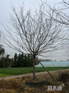 15公分高杆早樱