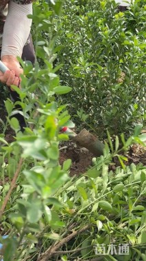 高度70厘米大叶黄杨