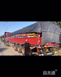 高度40厘米旱伞草