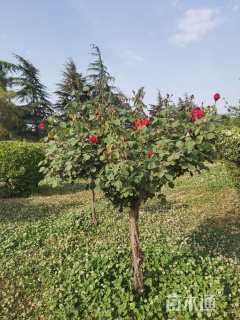 高度160厘米月季